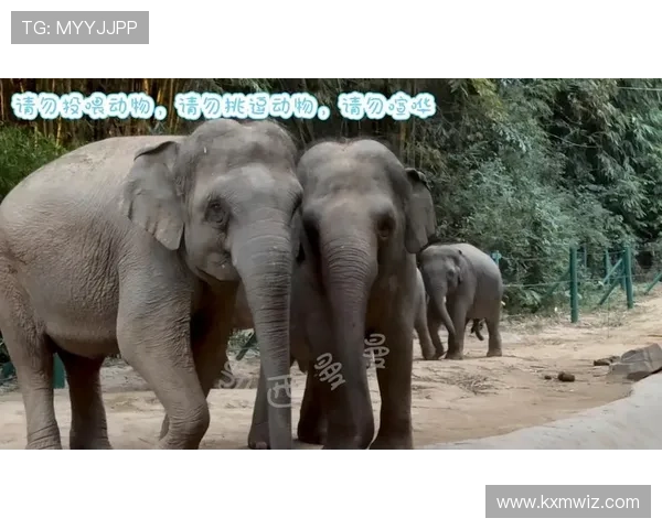 中国亚洲象锦标赛时间（中国亚洲象2019年数量）世界杯体育论坛